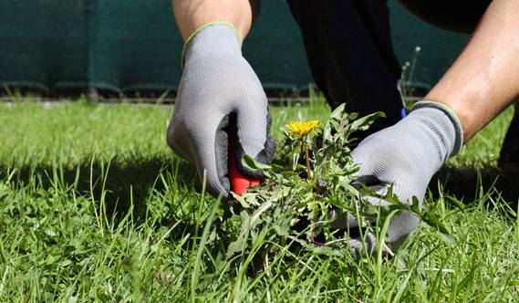 Nathaniel Product Gardening